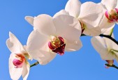 ATP官方：马德里赛将首次尝试VR裁判视角直播，球迷可“看清边线”。