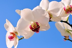 ATP官方：马德里赛将首次尝试VR裁判视角直播，球迷可“看清边线”。